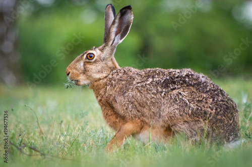 Hare / Lepus europaeus © Marc Scharping
