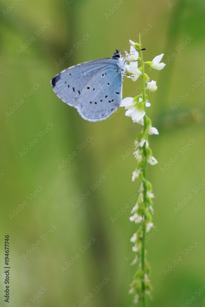 custom made wallpaper toronto digitalButterfly