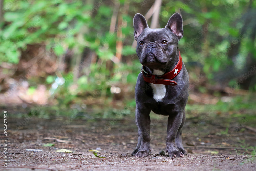 French bulldog French bulldog