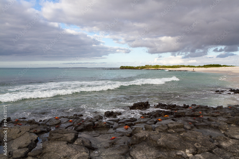 Sally Lightfoot Crabs (Grapsus grapsus) walk on a lava rock by the ocean with people on the beach in the background at North Seymour Island, a typical Galapagos Islands scene Sally Lightfoot Crabs (Grapsus grapsus) walk on a lava rock by the ocean with people on the beach in the background at North Seymour Island, a typical Galapagos Islands scene