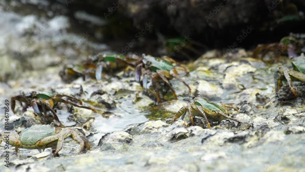 Crabs on the rock at the beach Crabs on the rock at the beach