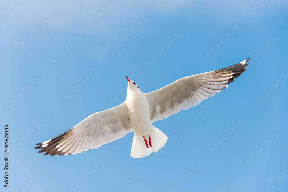 Freedom concept, White seagull soaring in the blue sky in Miami. Freedom concept, White seagull soaring in the blue sky in Miami.