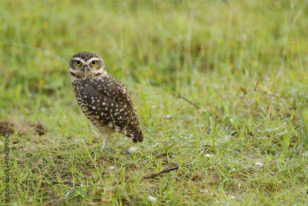 Owl yellow eyes. Owl yellow eyes.
