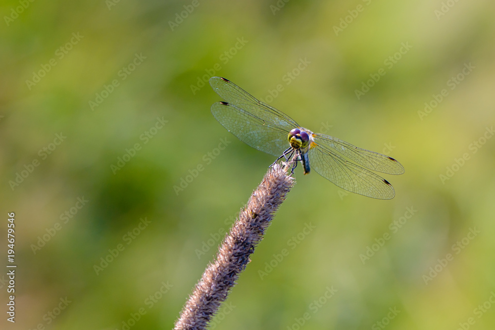Dragonfly with open mesh wings sits on grass stalk on a meadow Dragonfly with open mesh wings sits on grass stalk on a meadow