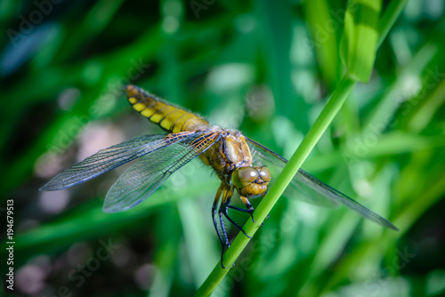 Large dragonfly with a yellow belly sits on a grass stalk