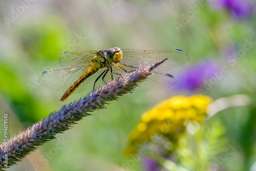 Yellow dragonfly sits on a grass stalk on a mottled background of flowering meadow flowers