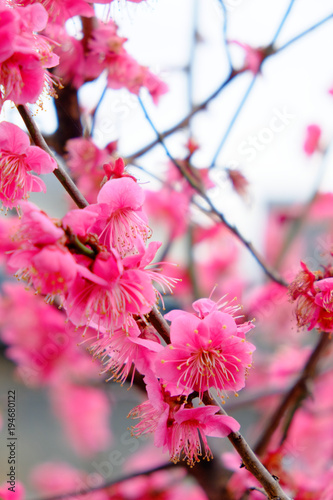 野梅性　赤い梅の花　