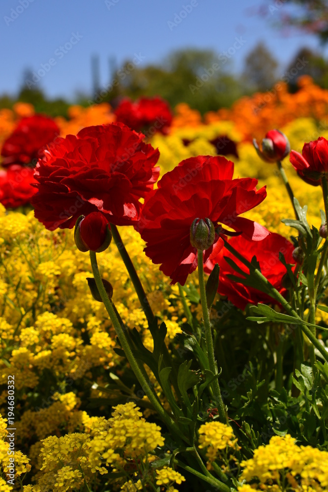 Obraz premium 赤のラナンキュラスと菜の花