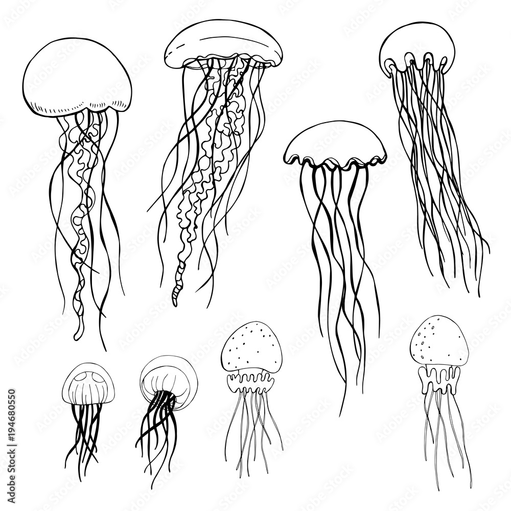 Naklejka premium Jellyfish. Vector sketch illustration.