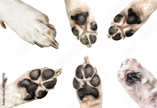 Close up of dog paws isolated on white background. dog and puppy paws set isolated on white