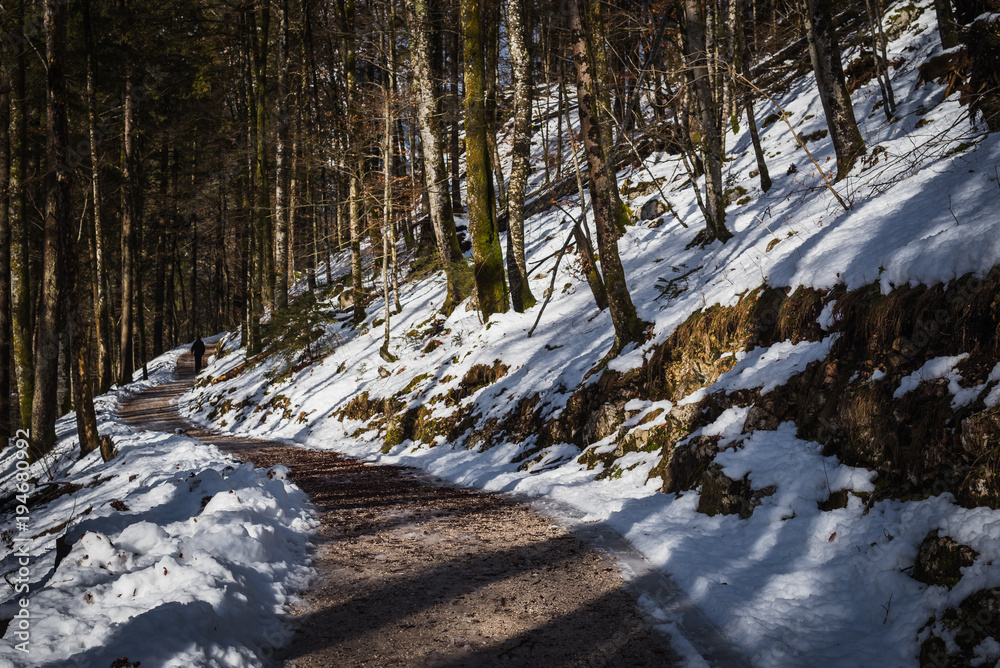 Forest and paths near Lake Konigssee. Bavaria. Germany Forest and paths near Lake Konigssee. Bavaria. Germany