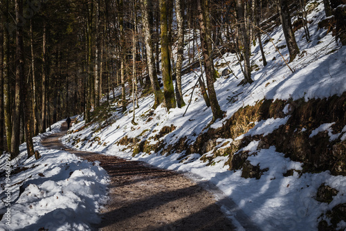 Forest and paths near Lake Konigssee. Bavaria. Germany