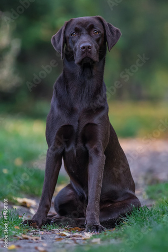 Labrador
