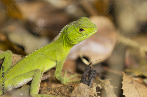 Green Lizard In The Wild
