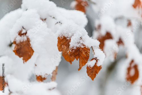 Autumn leaves in the winter forest.Bavarian alps.Germany © alexanderkonsta