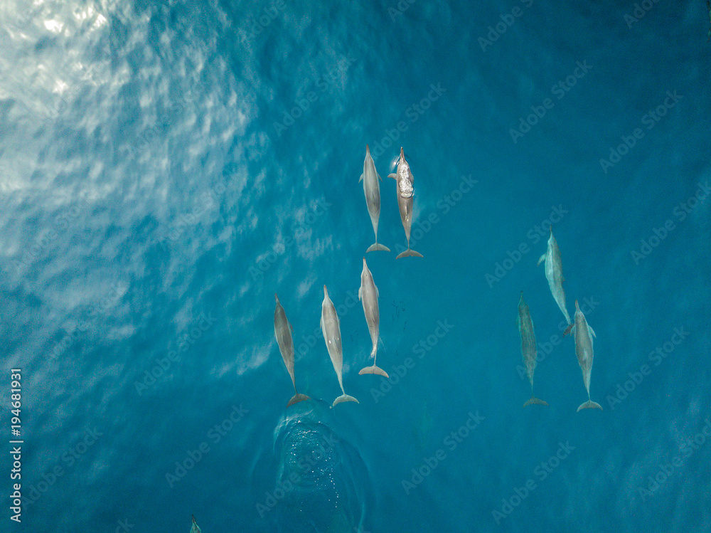 Fototapeta premium Dolphins Swimming in Ocean Drone View