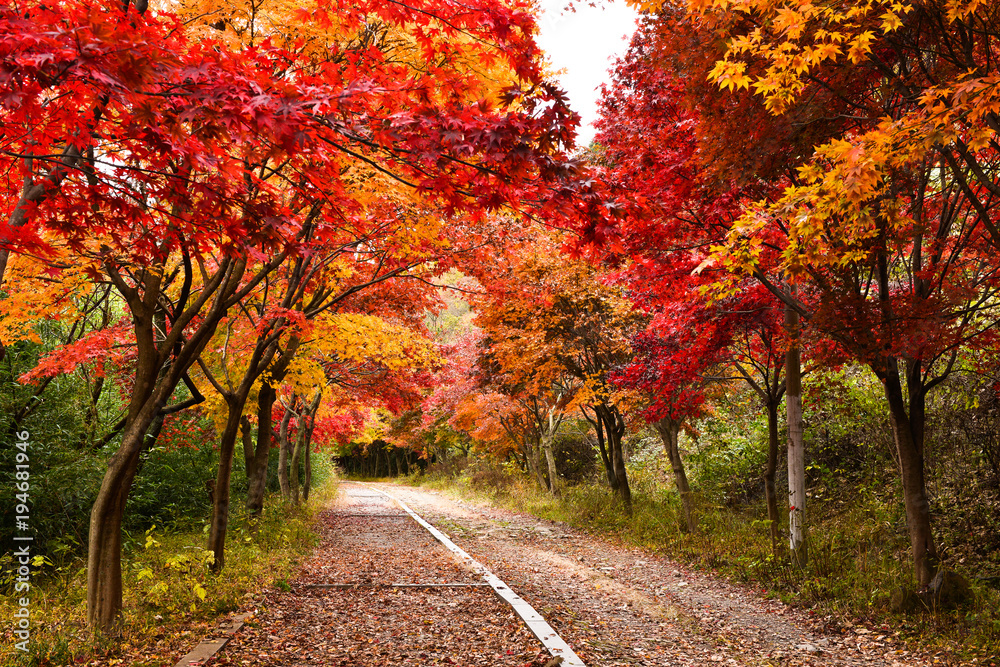 Naklejka premium 아름다운 단풍 길