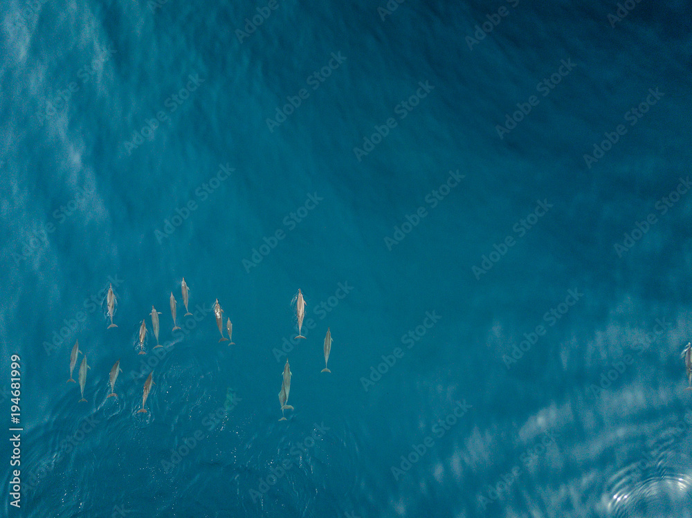 Obraz premium Dolphins from DJI Drone View