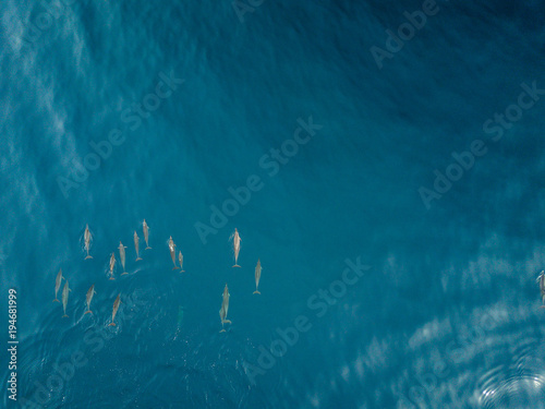 Dolphins from DJI Drone View photo