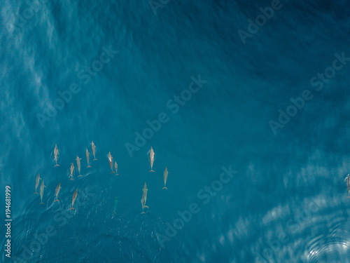 Dolphins from DJI Drone View