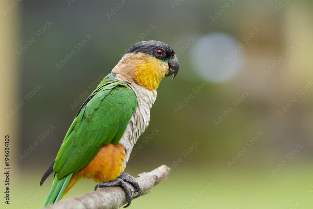 A colorful parrot.