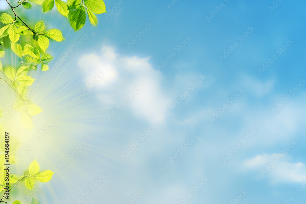 Fresh green tree leaves on blue sky background