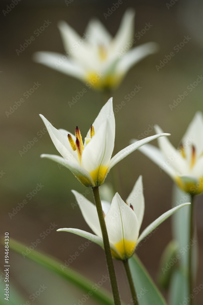Obraz premium Frühlingsblüten