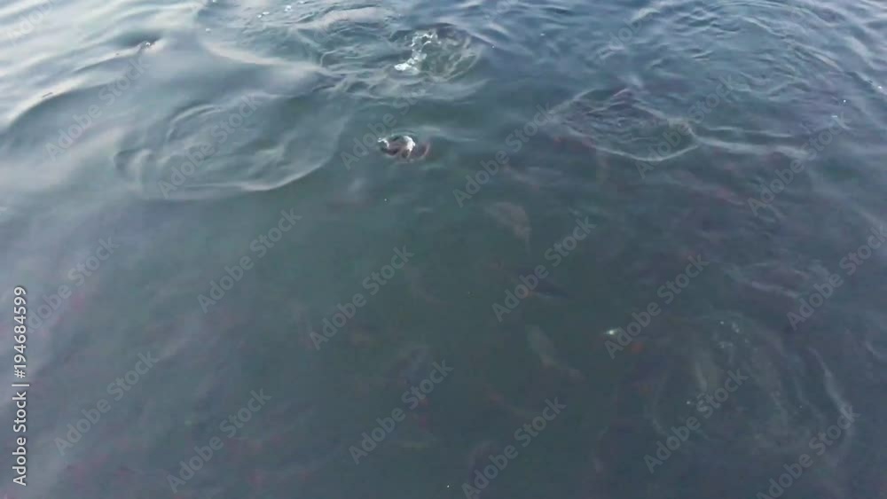 Top view video of fish in the river, A lot of fish in the river are looking for a food. Top view video of fish in the river, A lot of fish in the river are looking for a food.