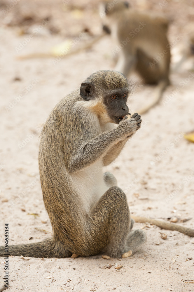 A green vervet monkey sitting in the ground and eating