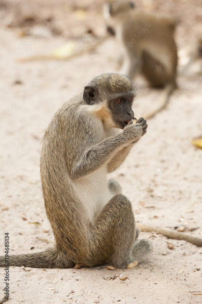 Fototapeta premium A green vervet monkey sitting in the ground and eating