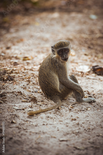 A green vervet monkey sitting on the ground watching over its shoulder
