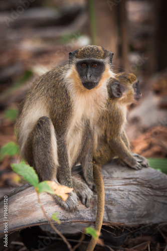 A green vervet monkey and its baby sitting