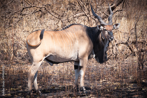 A loer derby eland on savanna in Senegal