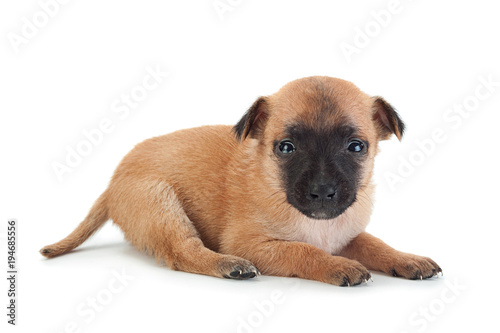 Young baby dog on white