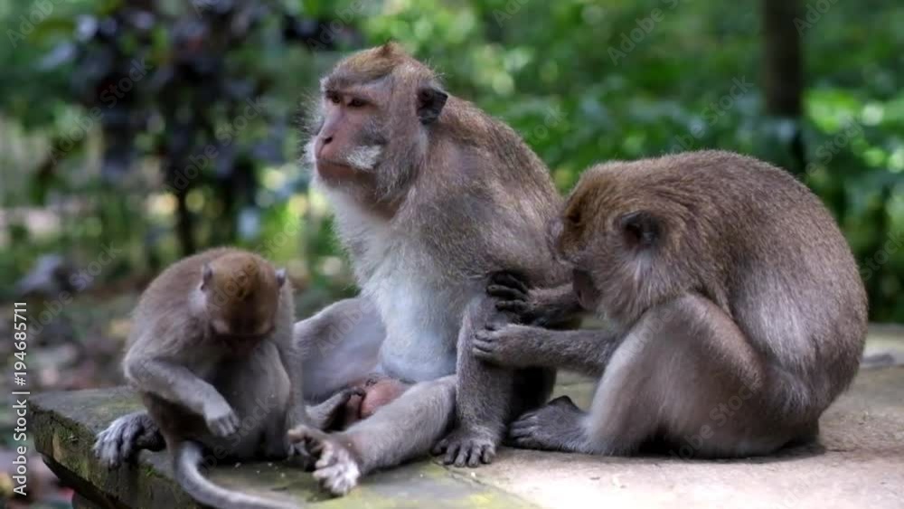 The macaque family sits and rests. The female combs the fur of her husband and searches for parasites. Courting among monkeys The macaque family sits and rests. The female combs the fur of her husband and searches for parasites. Courting among monkeys