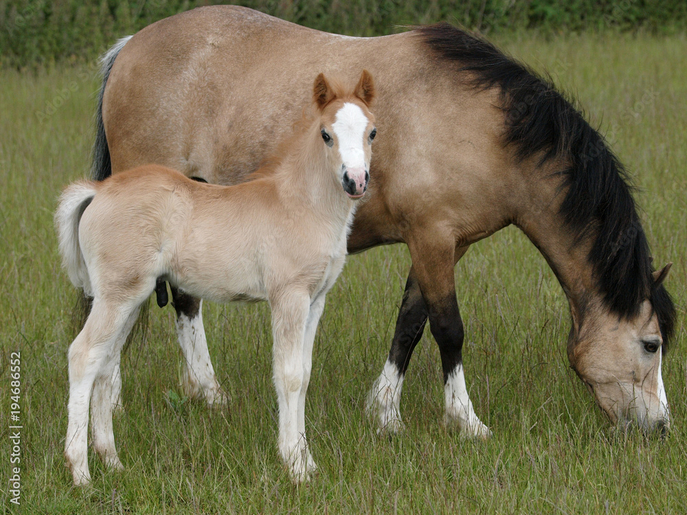 Fototapeta premium Mare and Foal