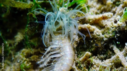 A small crustacean of the genus Gammarus, caught by a small Actinia - an invader in the Black Sea Diadumene lineta, Odessa Bay photo