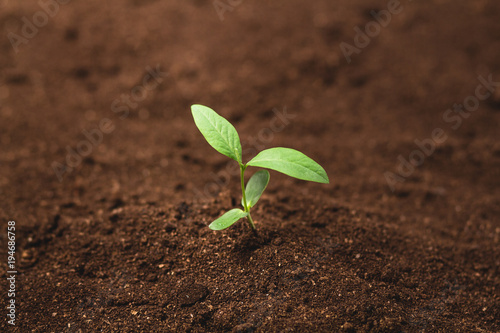 plant, tree, soil, growing, farmer, hand, seed, nature, environmental, green, new, young, seeds, life, agriculture, seedling, farm, family, earth, dirt, gardening, growth, grow