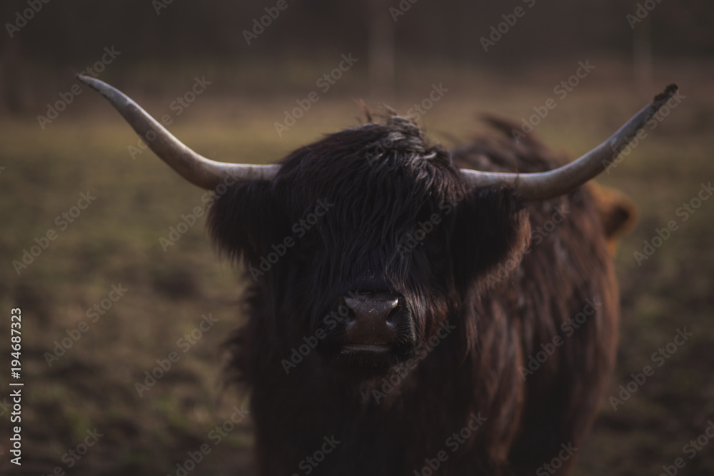 Gordijnen Schotse Hooglander Schotse Hooglanders #194687323