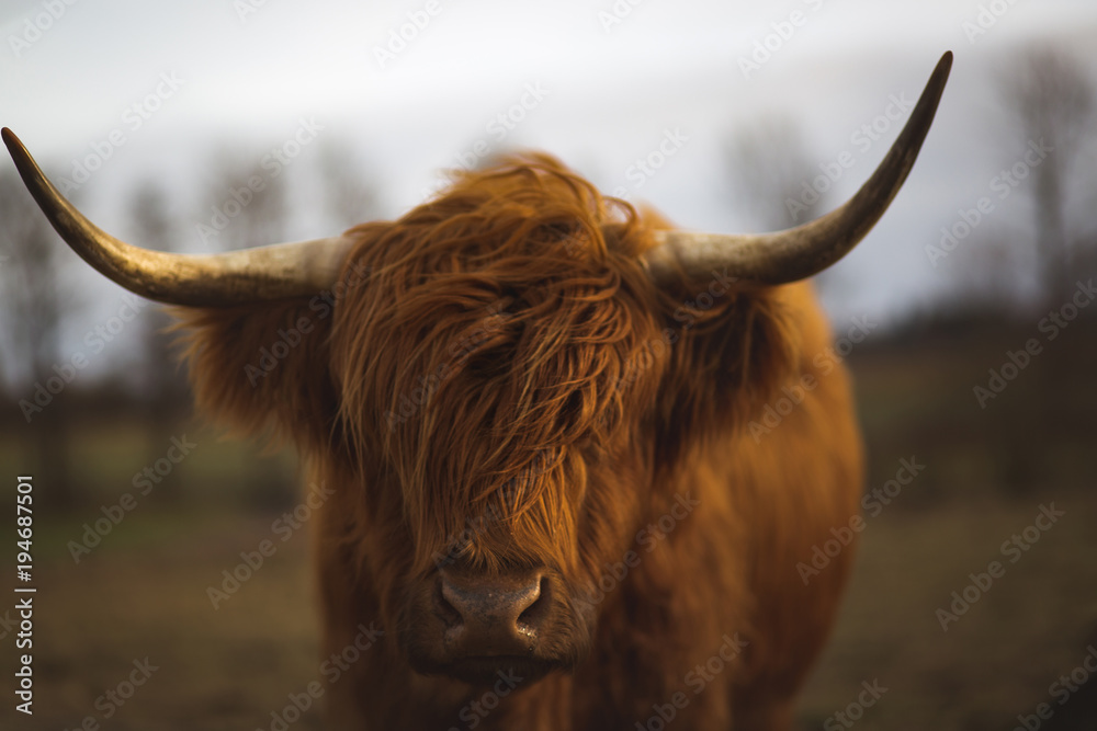 Scottish Highland Cattle Scottish Highland Cattle