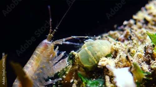 A small crustacean of the genus Gammarus, caught by a small Actinia - an invader in the Black Sea Diadumene lineta, Odessa Bay photo