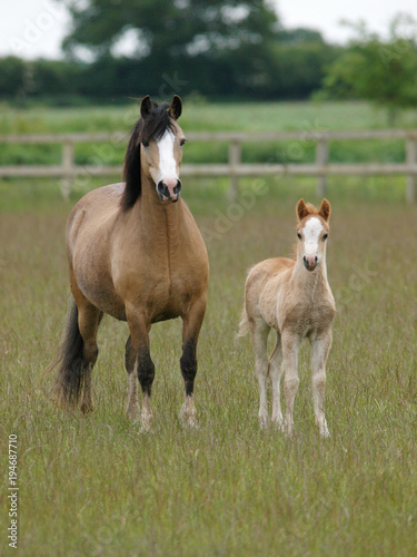 Mare and Foal