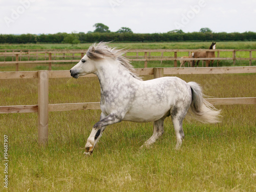 Grey Pony Running