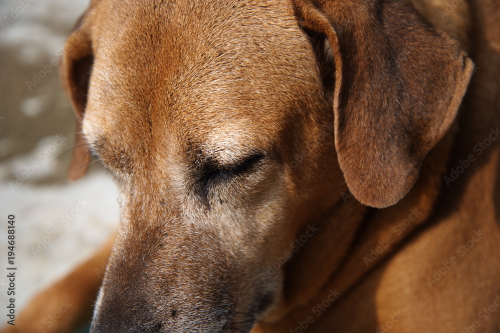 brown clam sleeping dog laying on floor brown clam sleeping dog laying on floor