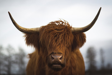 Ingelijste posters Schotse hooglander Schotse Hooglander in ruig landschap  © Sylvia Bentele