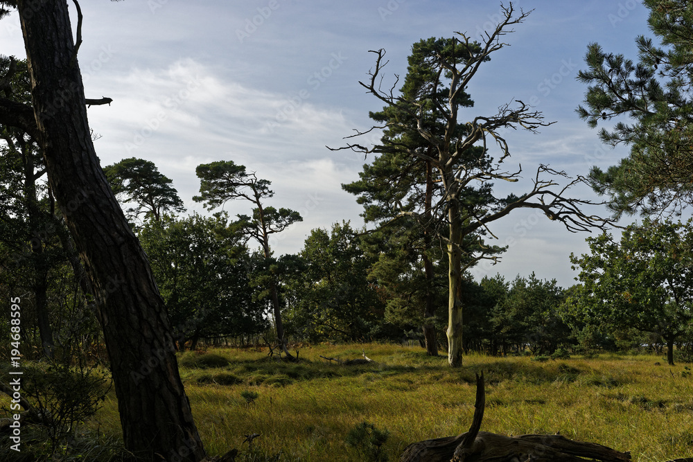 Fototapeta premium Darßer Ort am Darßer Weststrand, Nationalpark Vorpommersche Boddenlandschaft, Mecklenburg Vorpommern, Deutschland