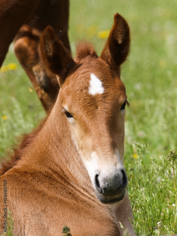 A head shot of a pretty chestnut foal. A head shot of a pretty chestnut foal.