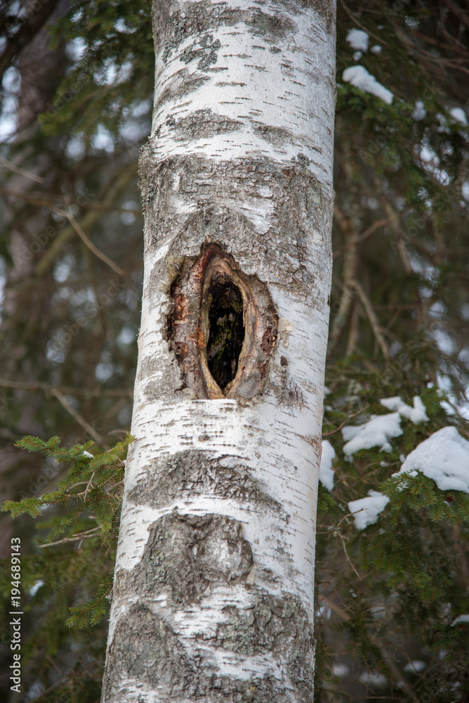 old tree with holes for birds to live in old tree with holes for birds to live in