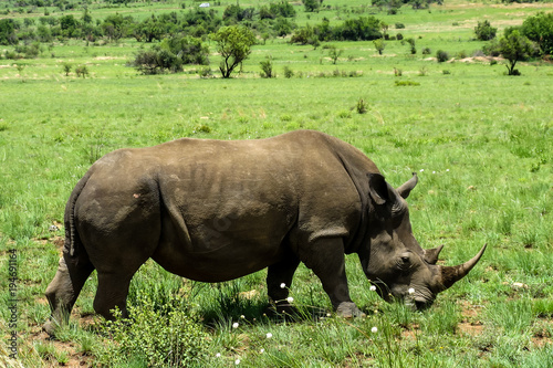 Nashorn in Afrikanischer Steppe