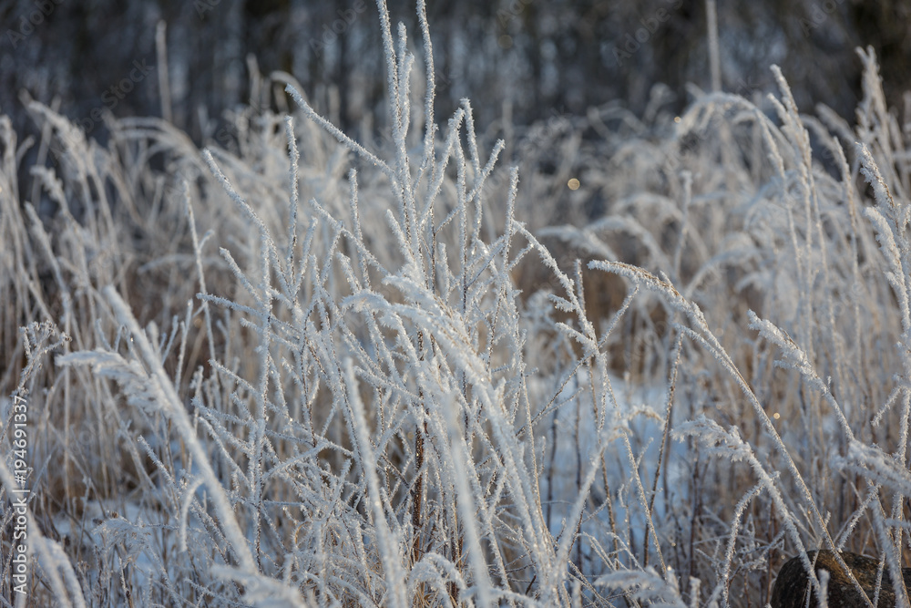Fototapeta premium Winter morning, snowy surroundings, cold, frosty. snow covered all the grass everything around shines.